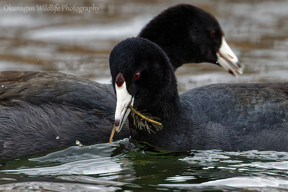 American Coot