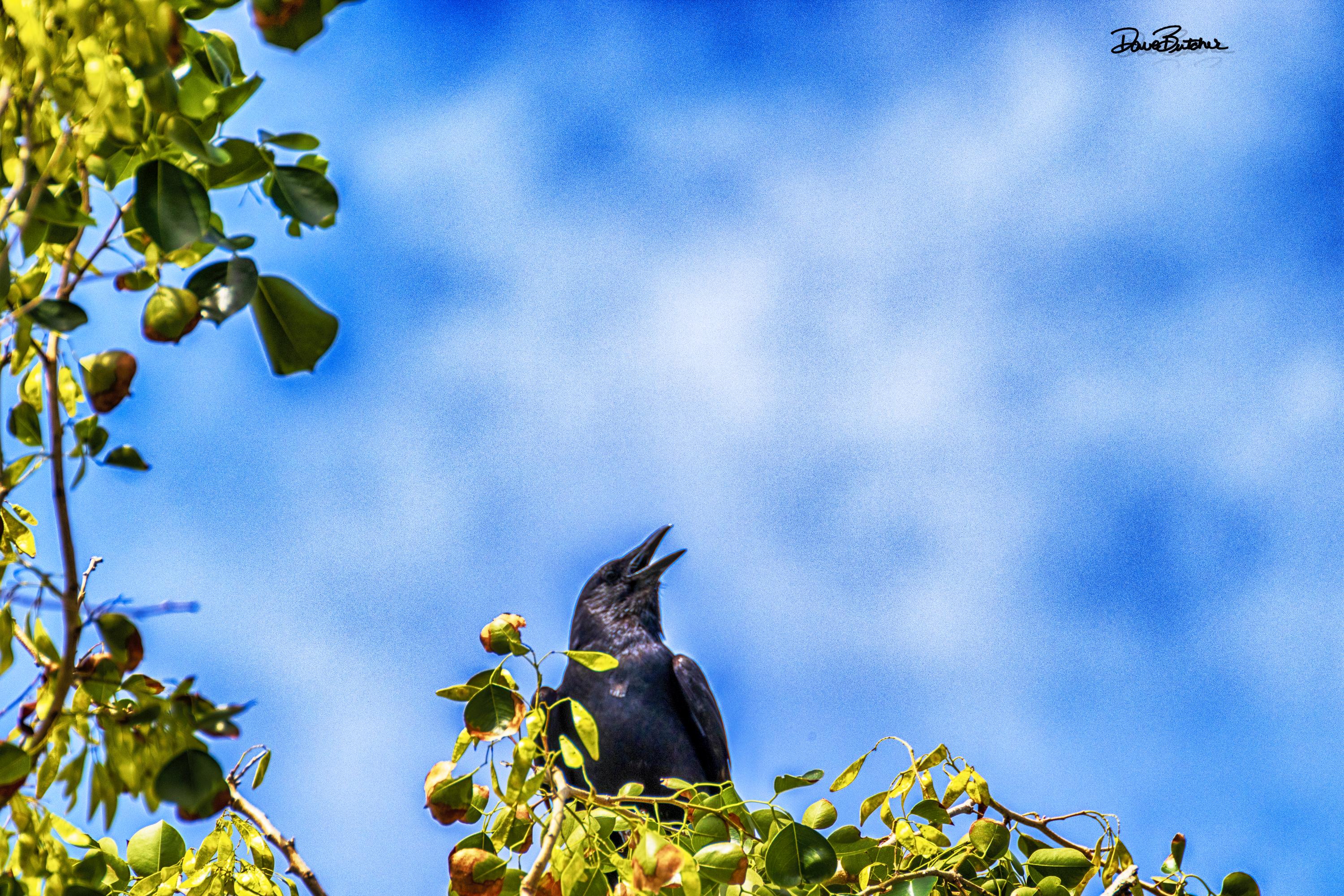 AMERICAN CROW Port St Lucie, FL