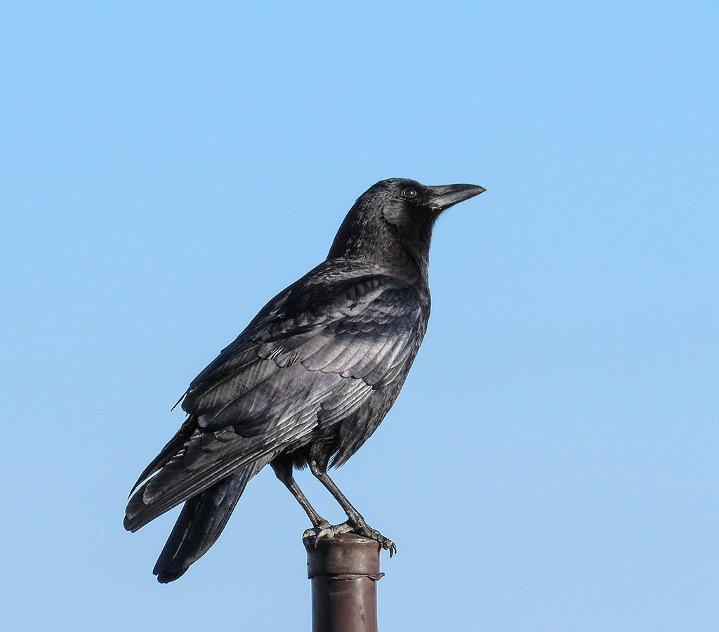 American Crow