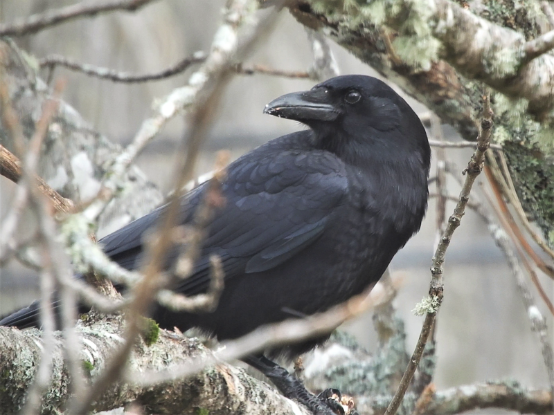 American Crow