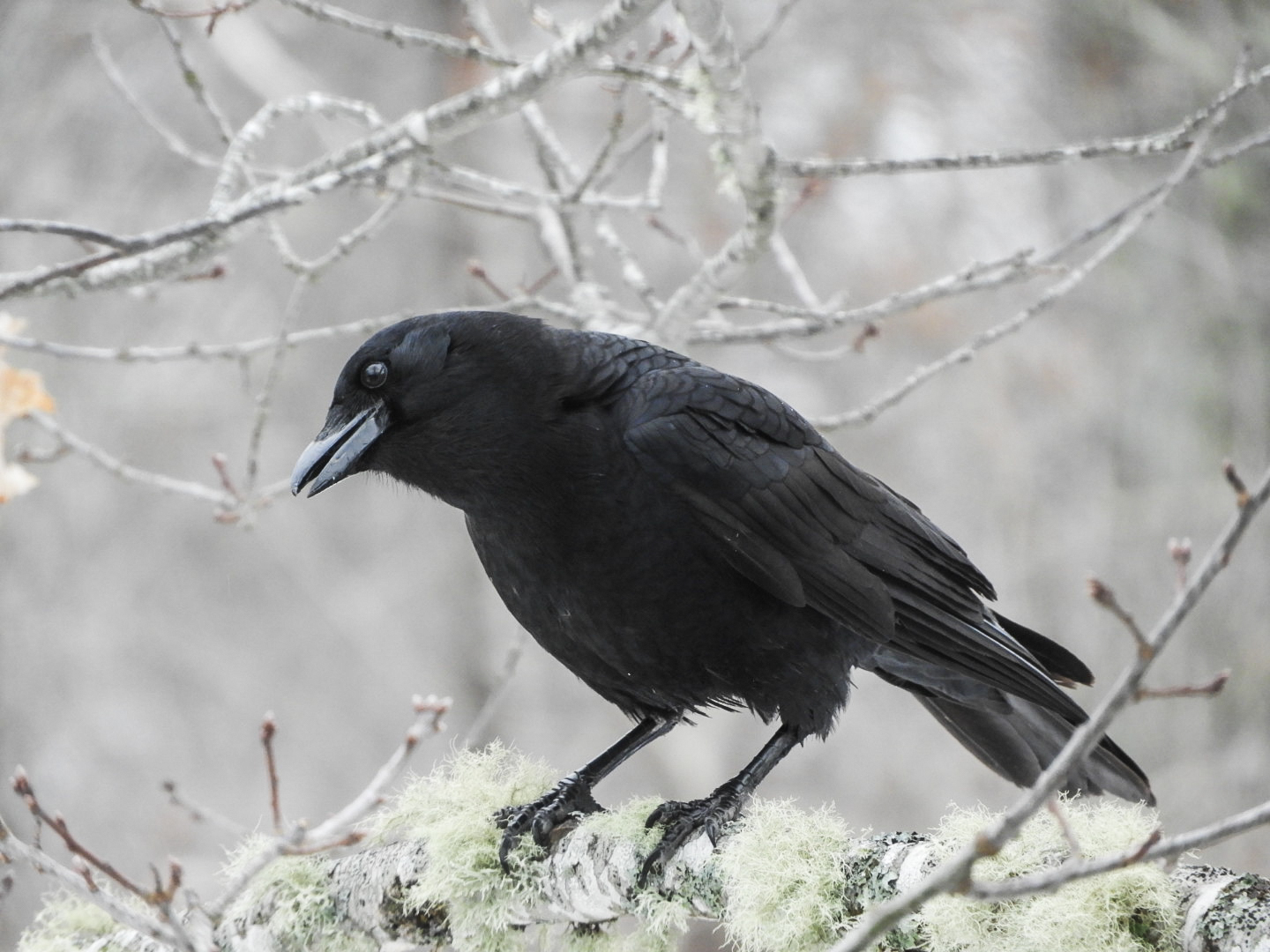 American Crow