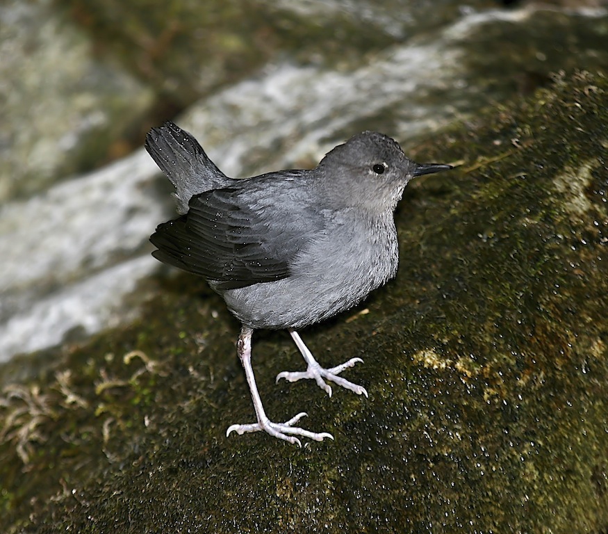 American Dipper