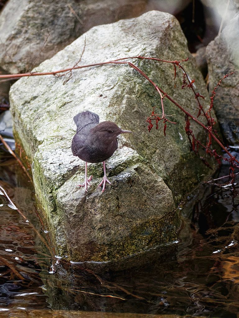 American dipper