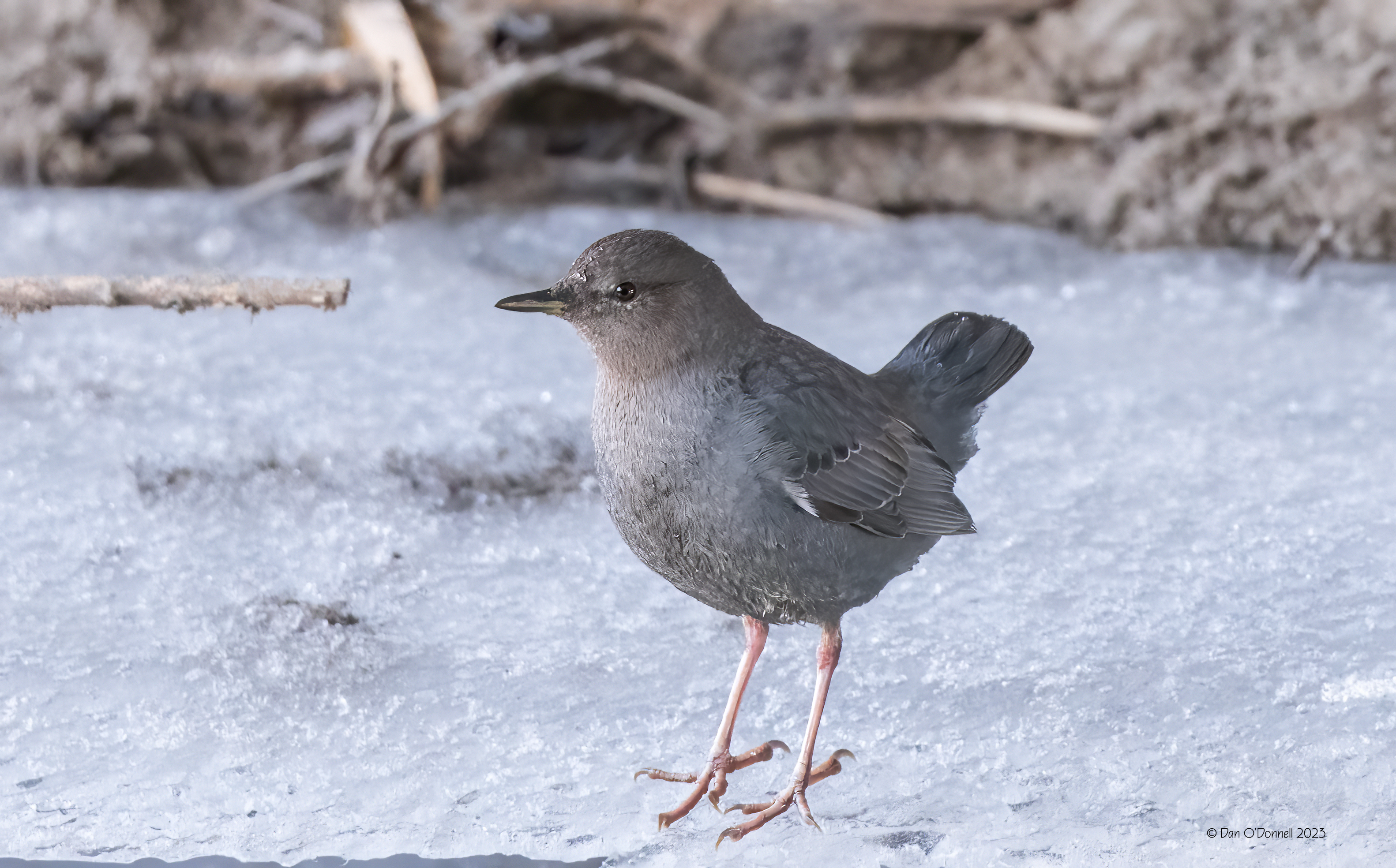 American Dipper