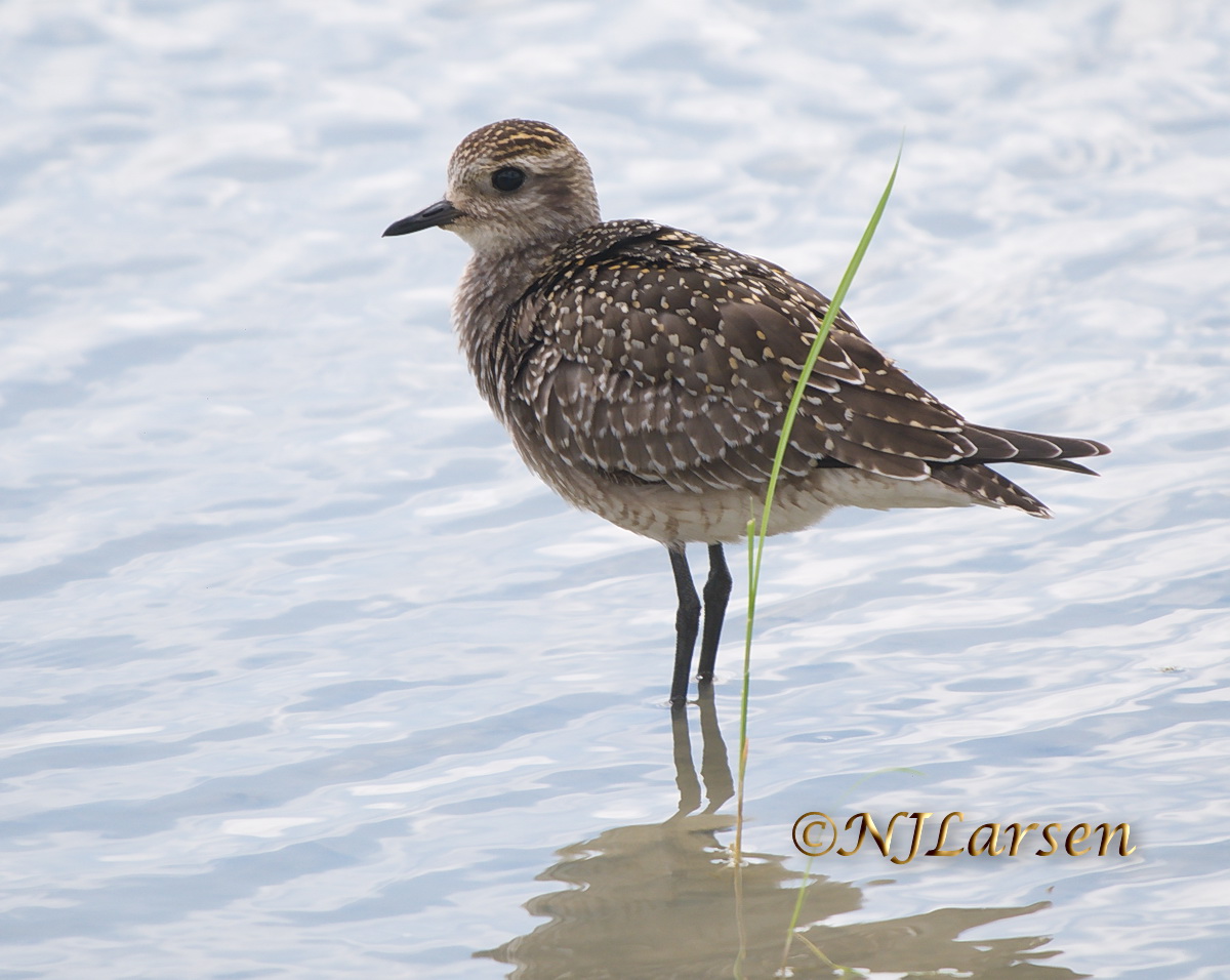 American Golden Plover Juvenile