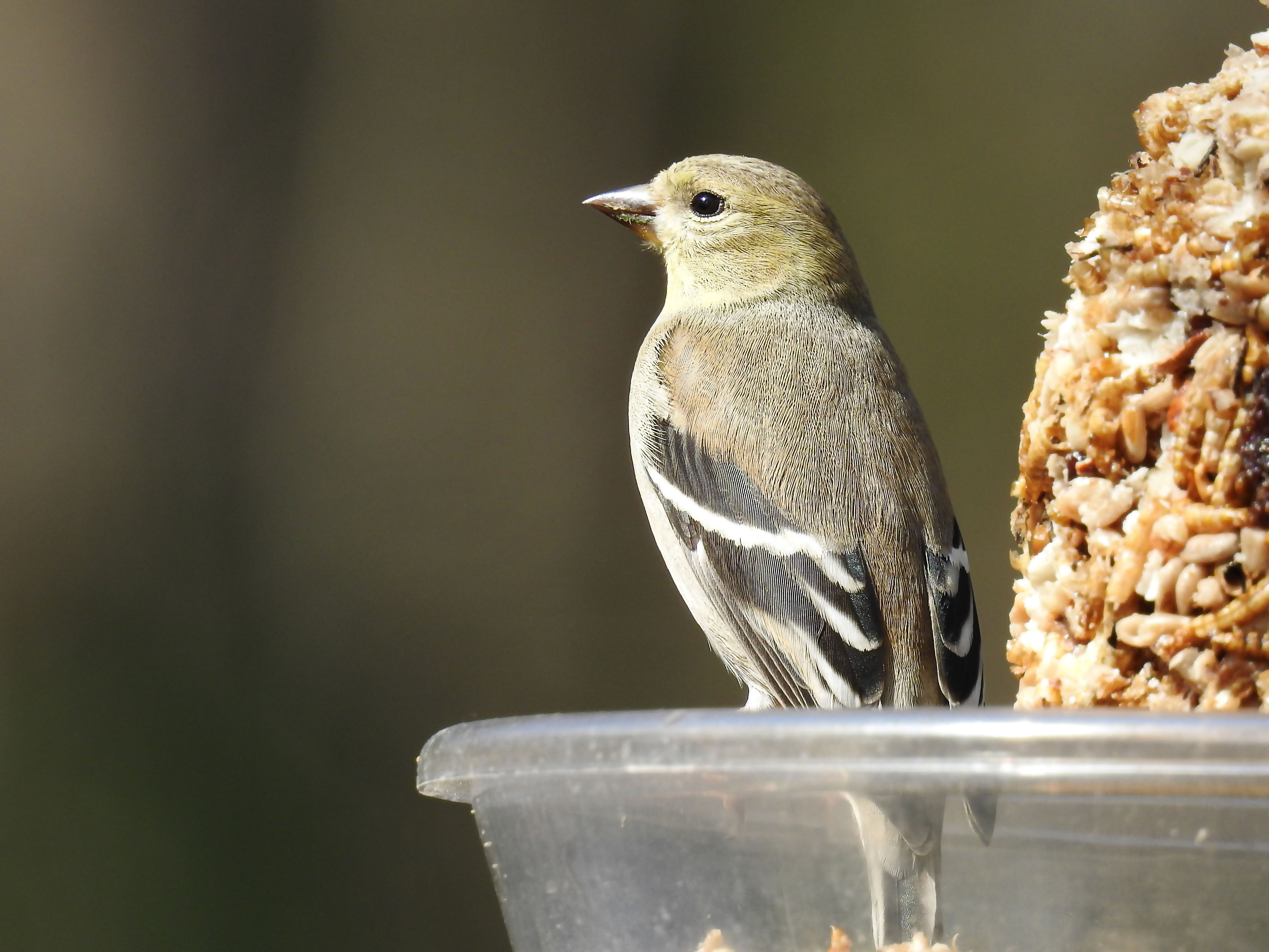 American Goldfinch 1.jpg