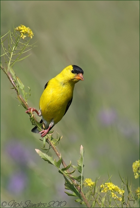 American Goldfinch