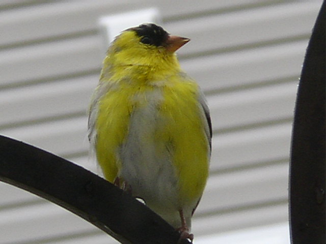 American Goldfinch