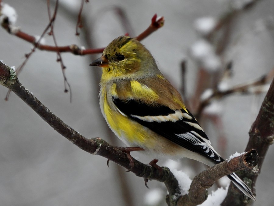 American Goldfinch