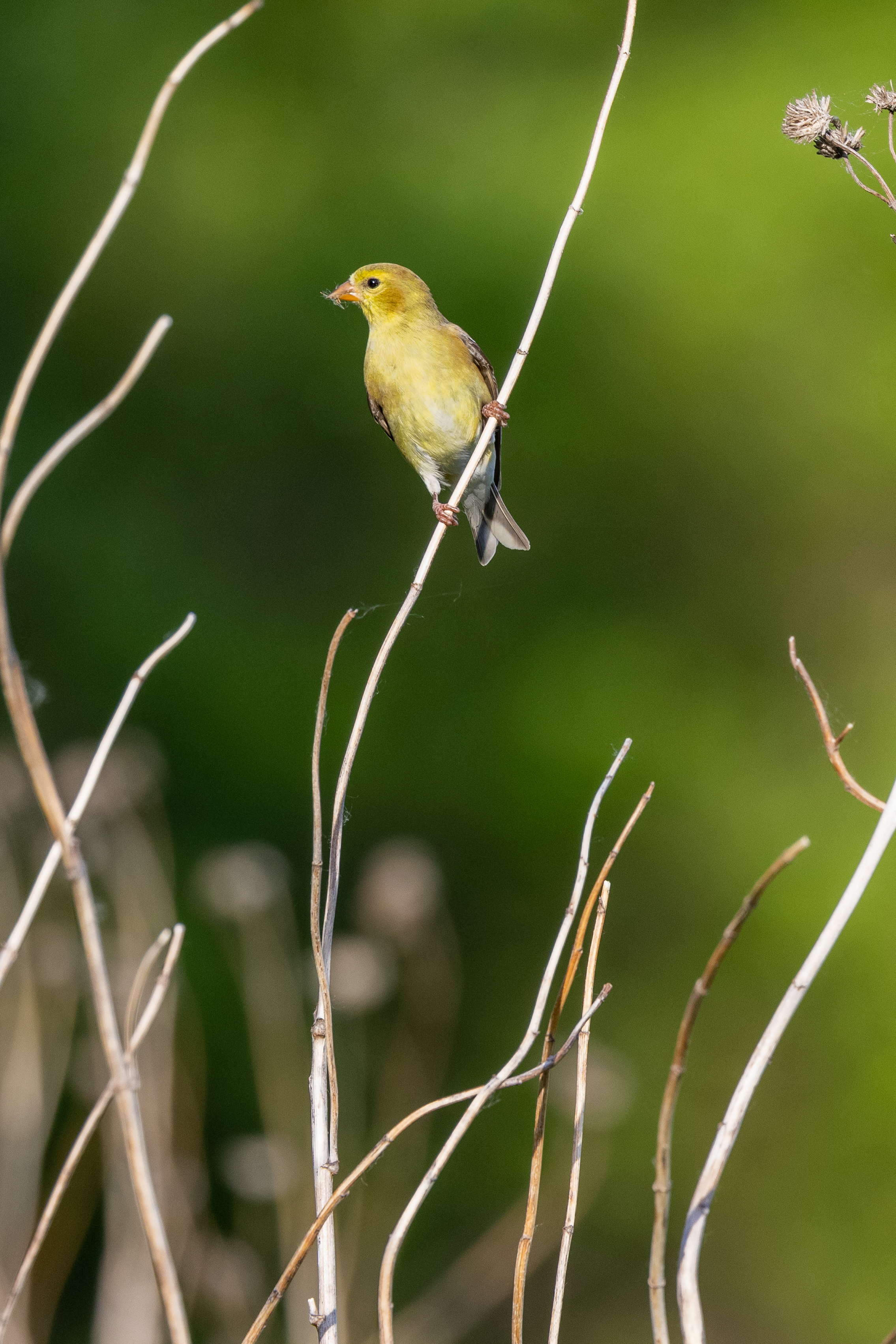 American Goldfinch