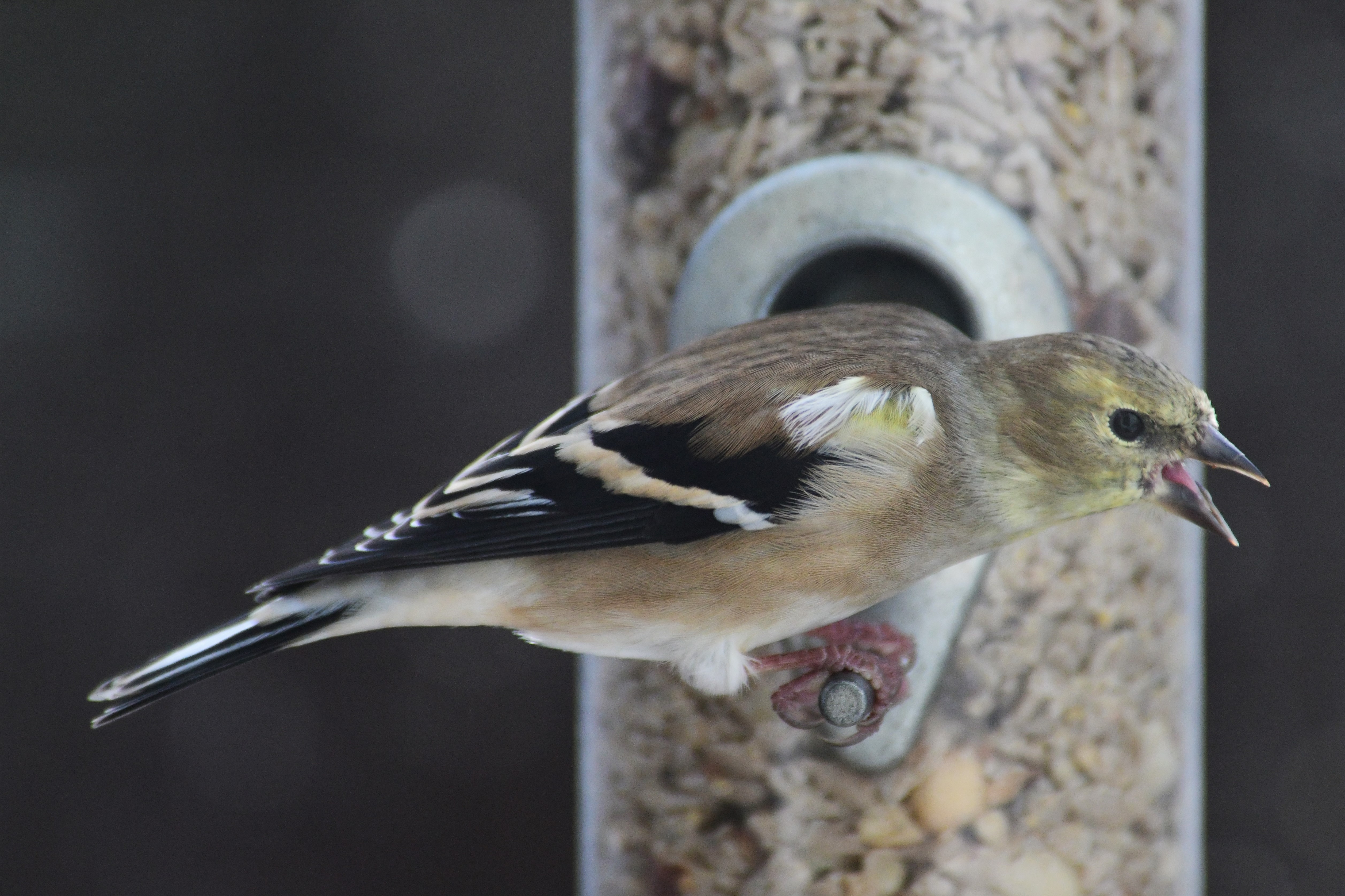 American goldfinch