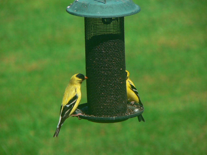 American Goldfinches