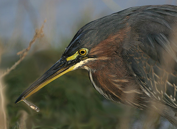 American Green Heron