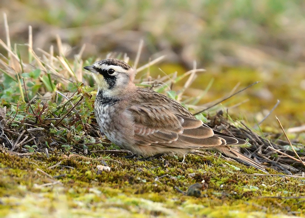 American Horned Lark