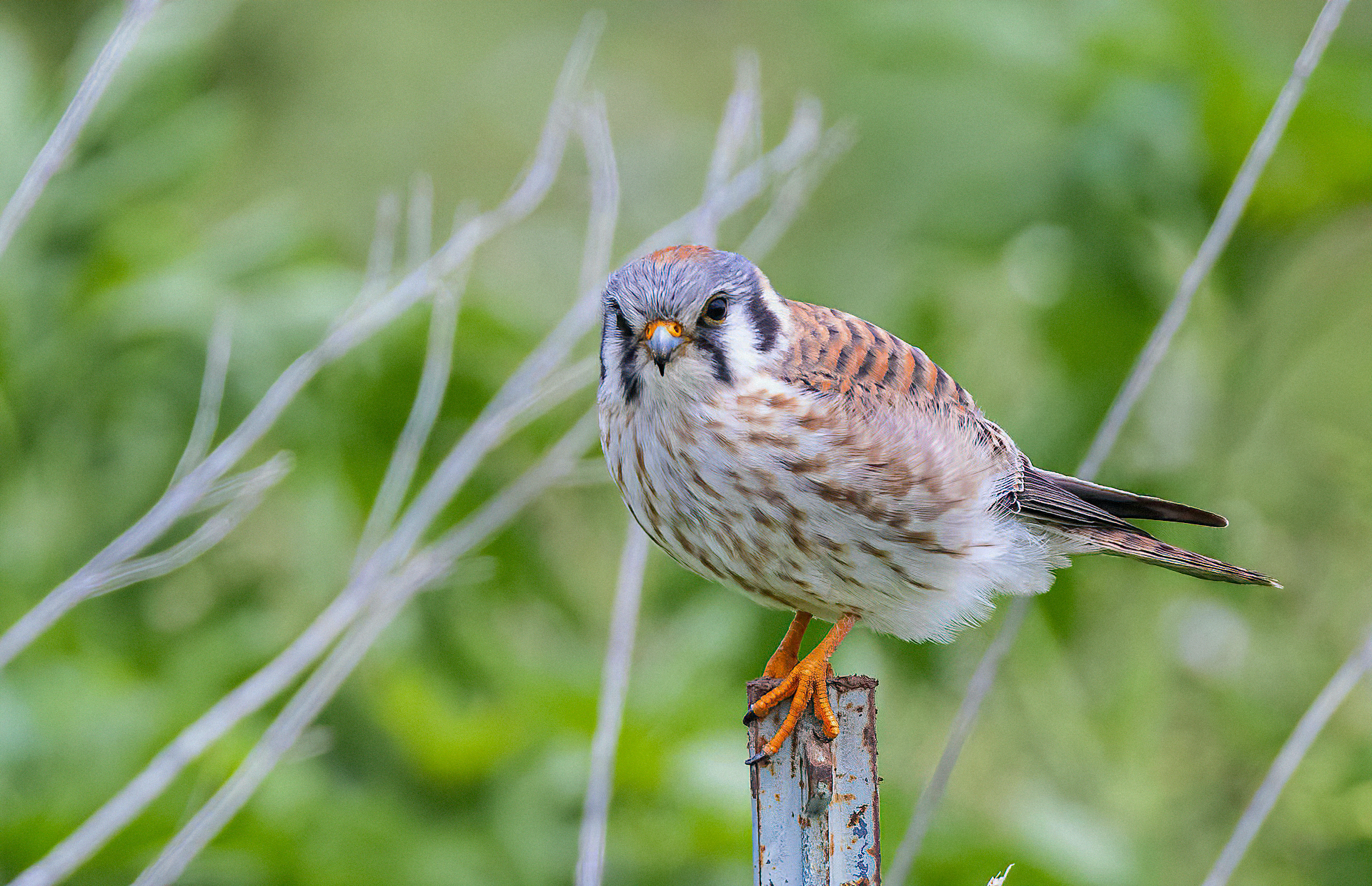 American Kestrel, Female.jpg