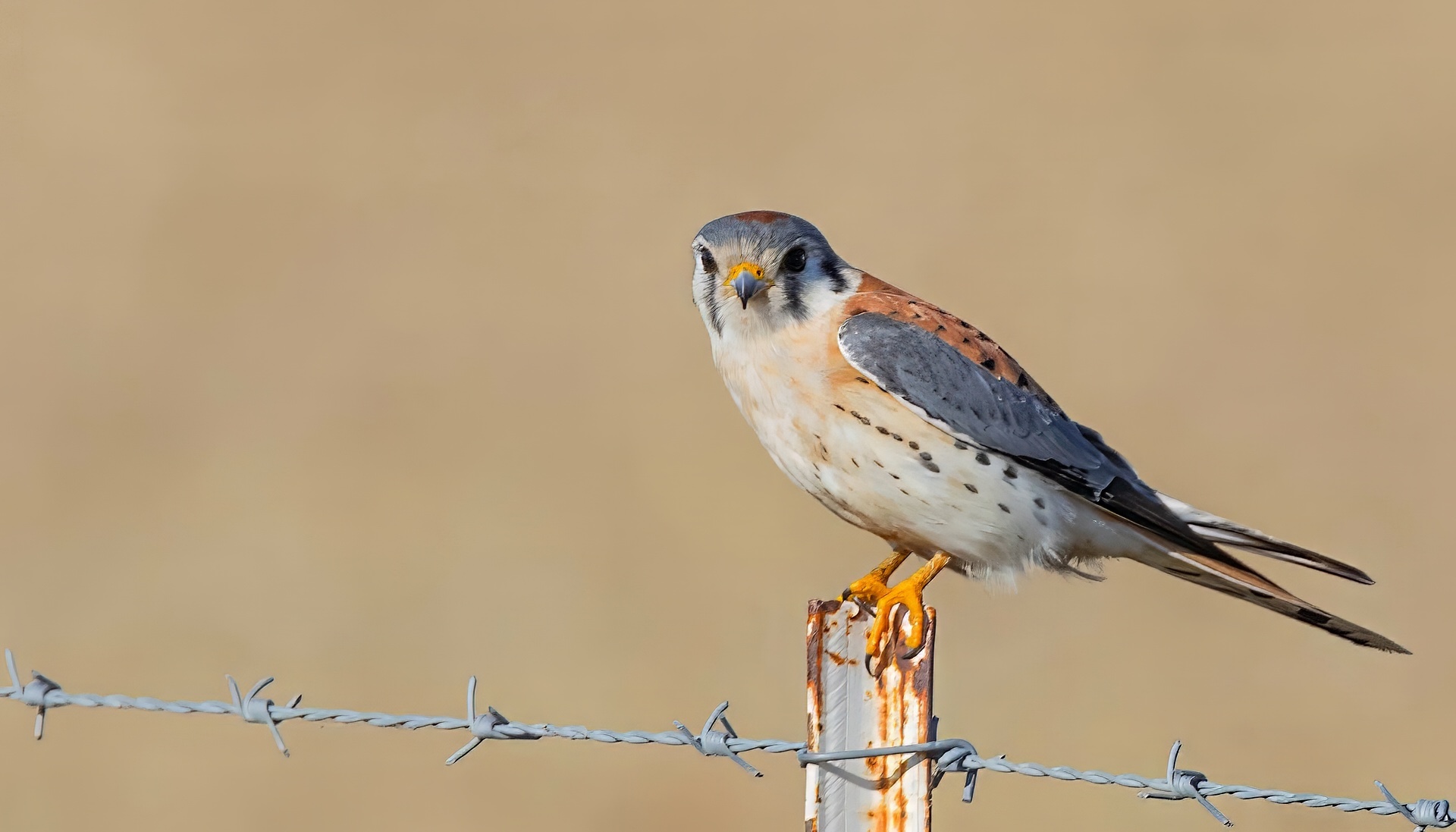 American Kestrel, Male