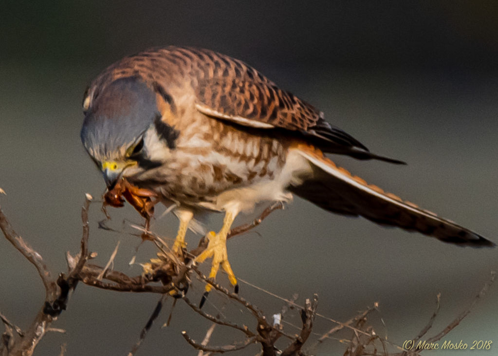 American Kestrel with Cricket