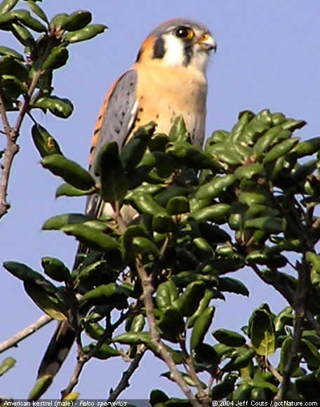 American kestrel