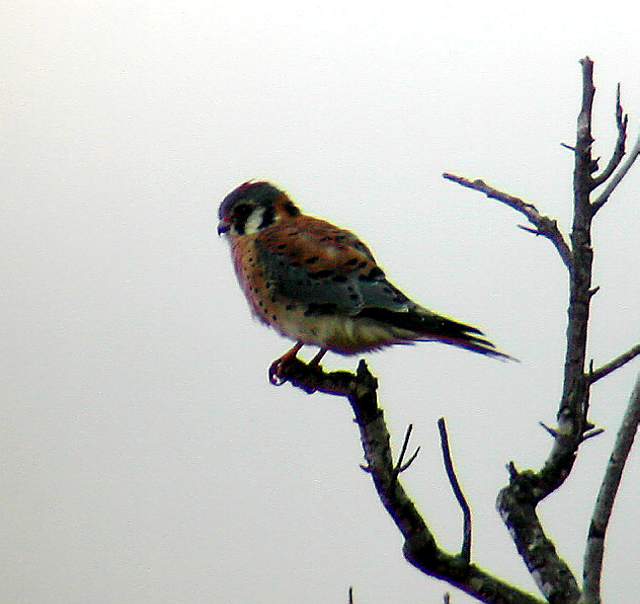 American Kestrel