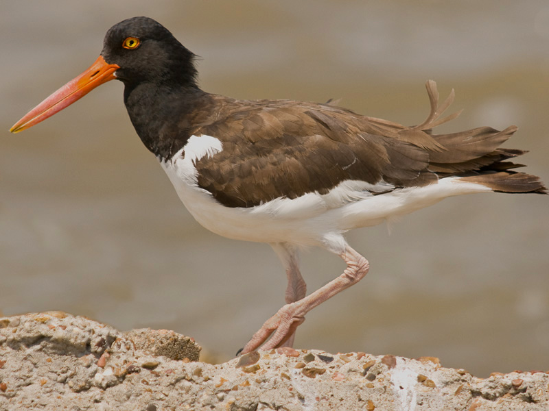 American Oystercatcher