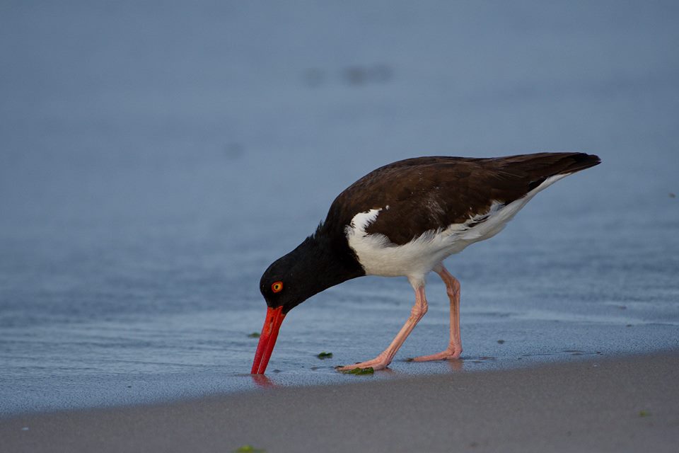 american oystercatcher