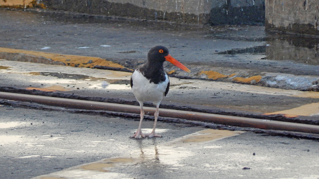 American Oystercatcher