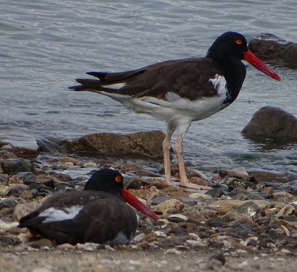 American Oystercatchers