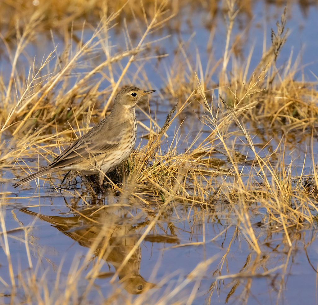 American Pipit.jpg