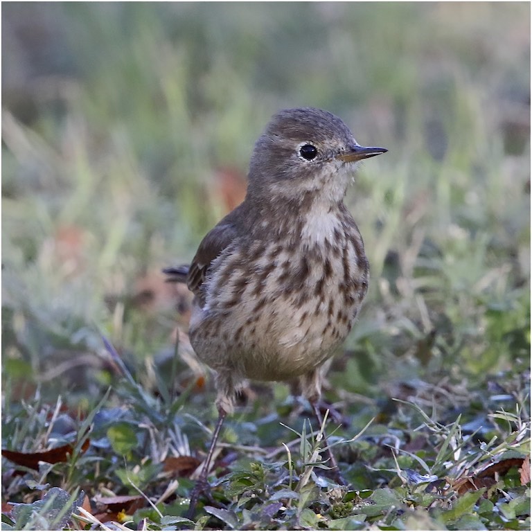 American Pipit