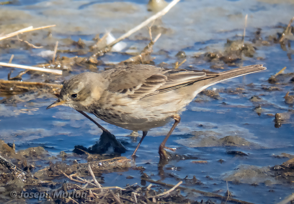 American Pipit