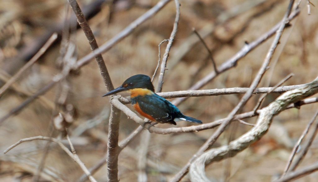 American Pygmy Kingfisher