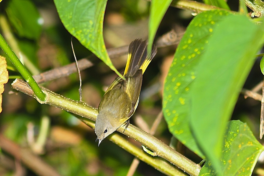 American Redstart (female)