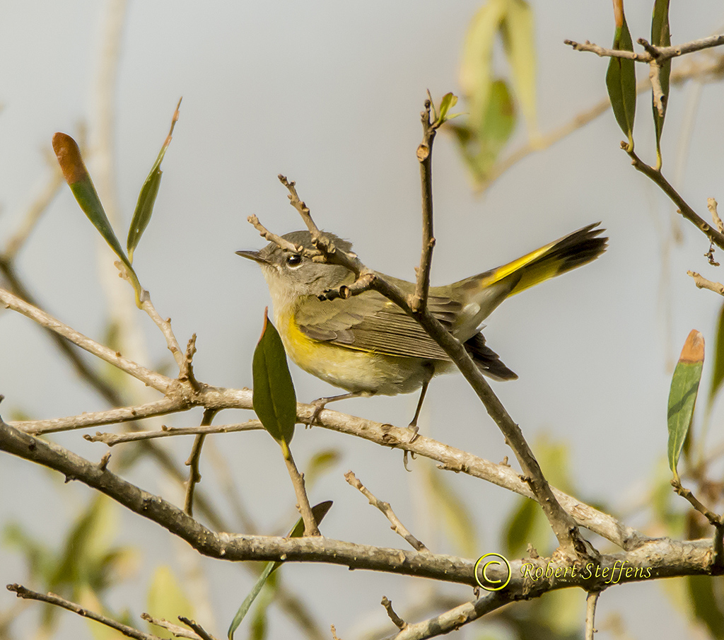 American Redstart, Female