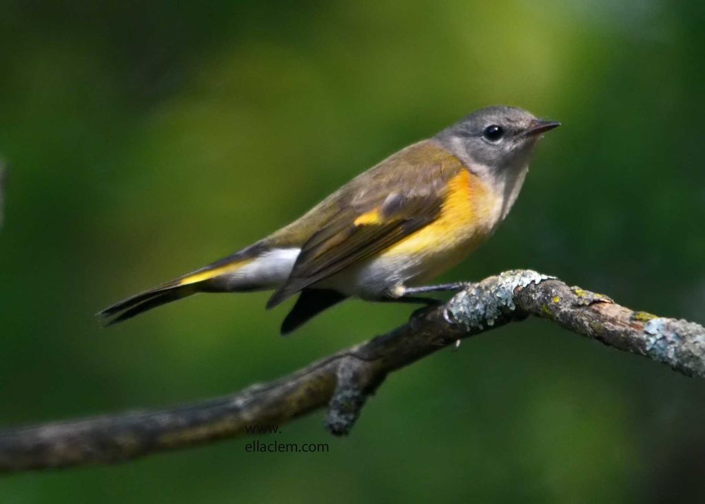 American Redstart