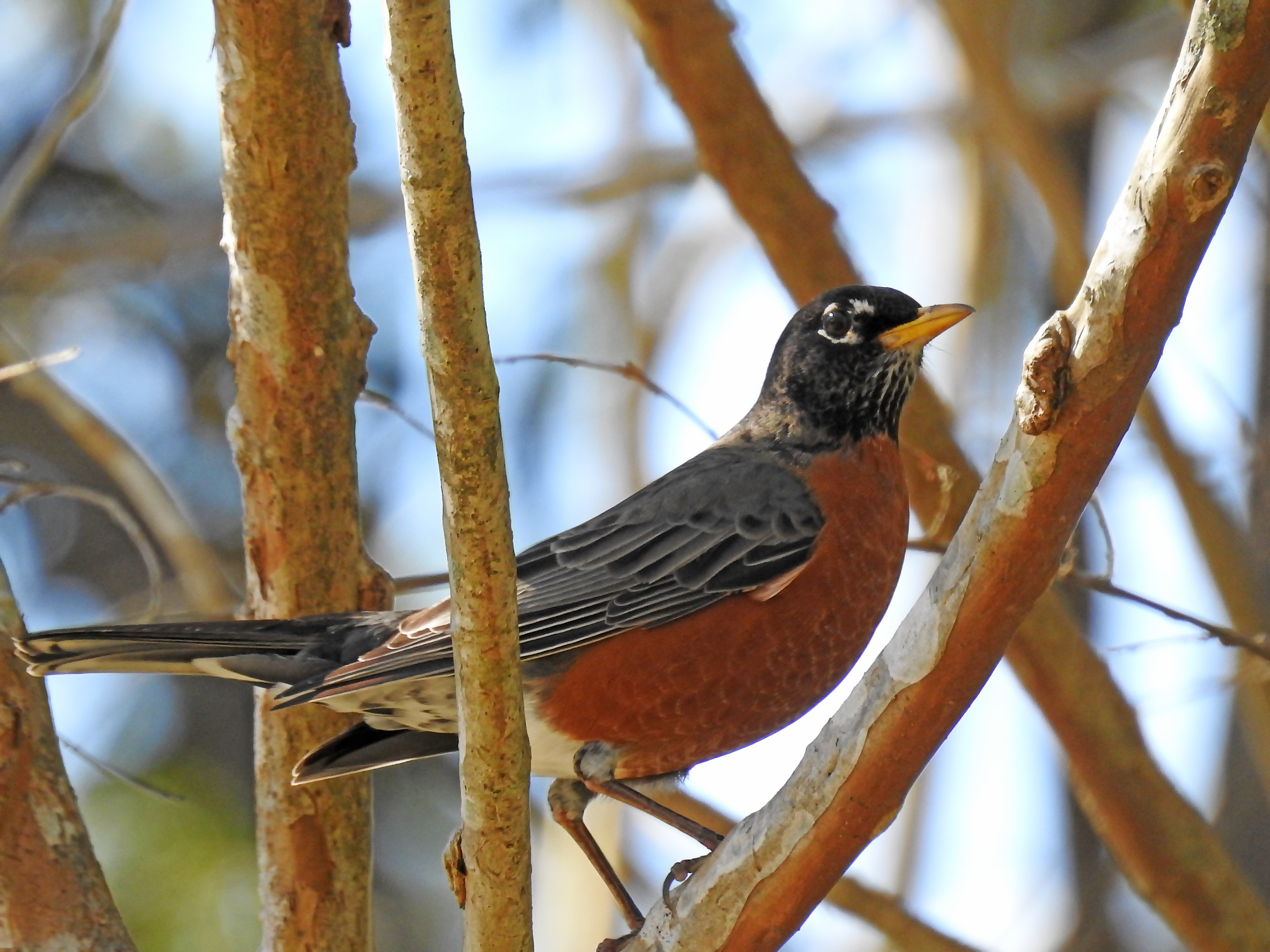 American Robin.jpg