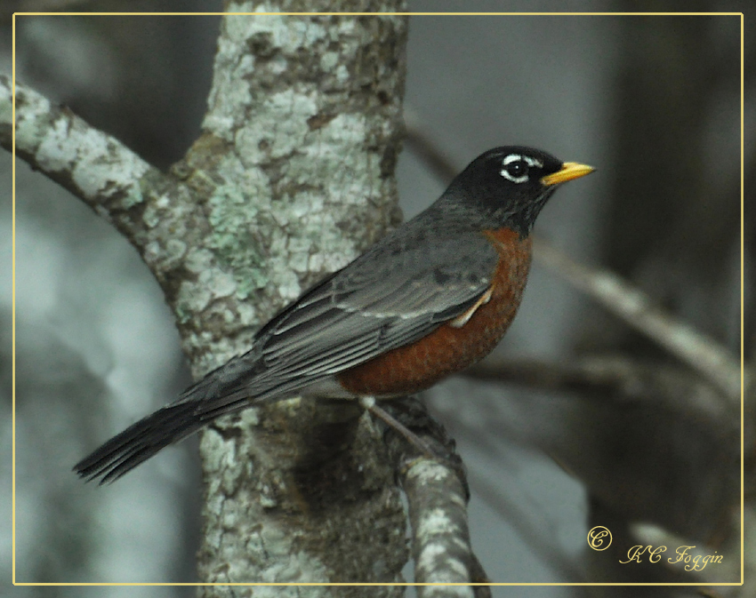 American Robin.   So many around even with the cold weather around us.