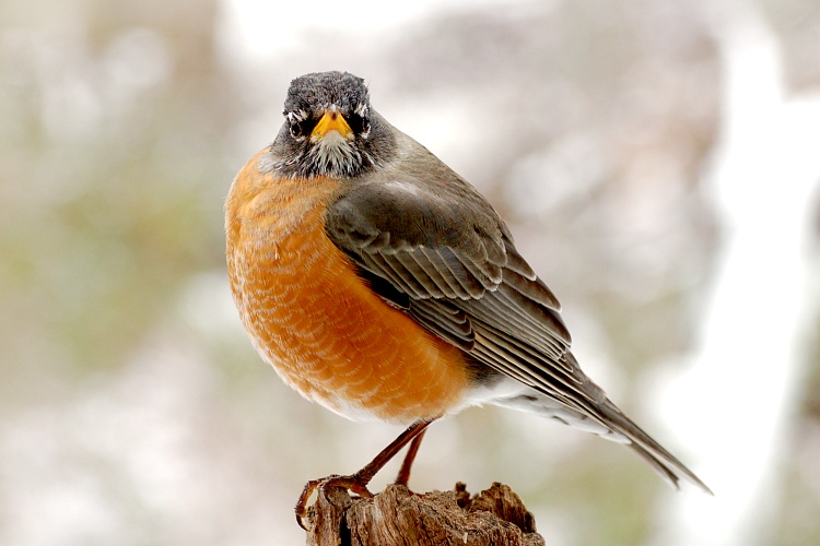 American Robin