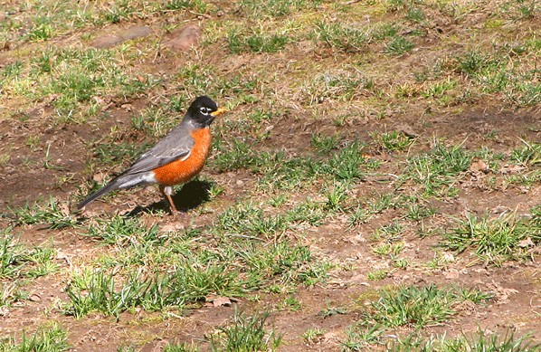 American Robin