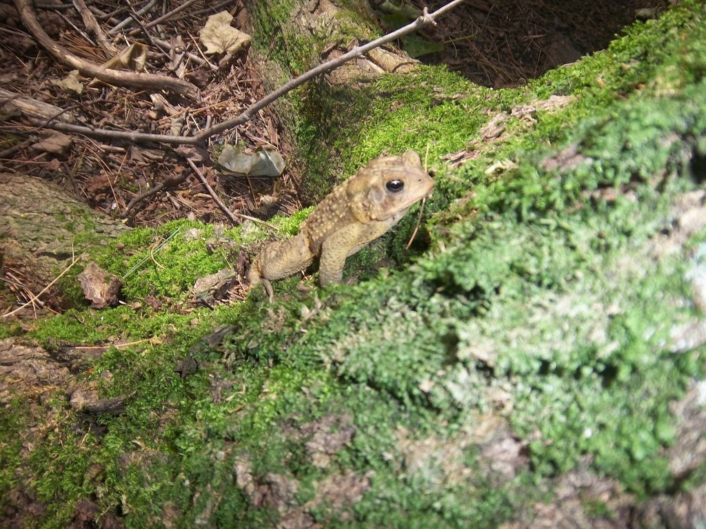 American Toad in the Rouge Valley