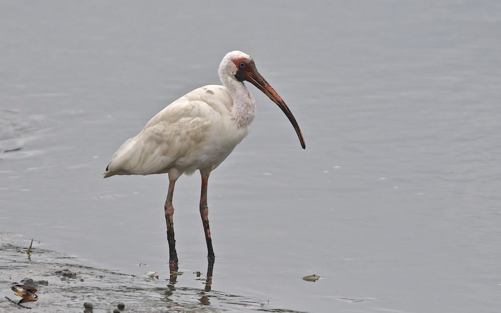 American White Ibis