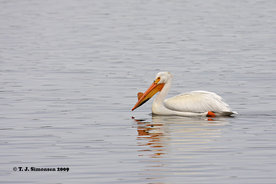 American White Pelican