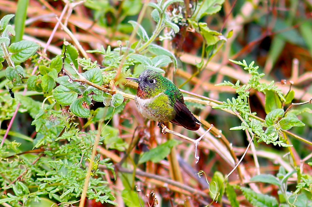 Amethyst-throated Sunangel (male)