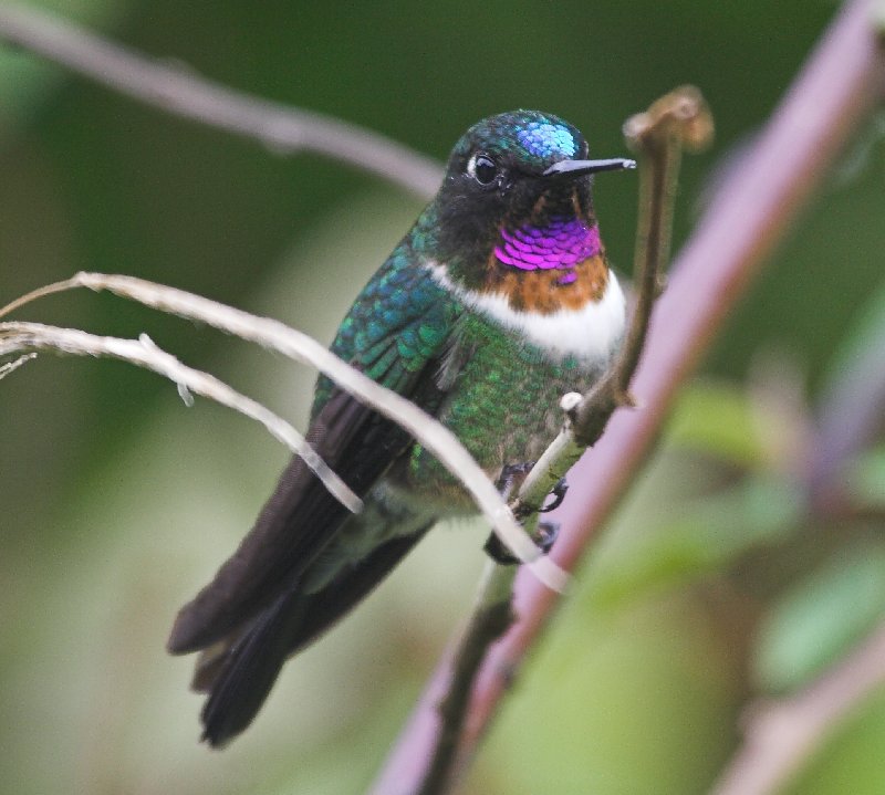 Amethyst-throated Sunangel