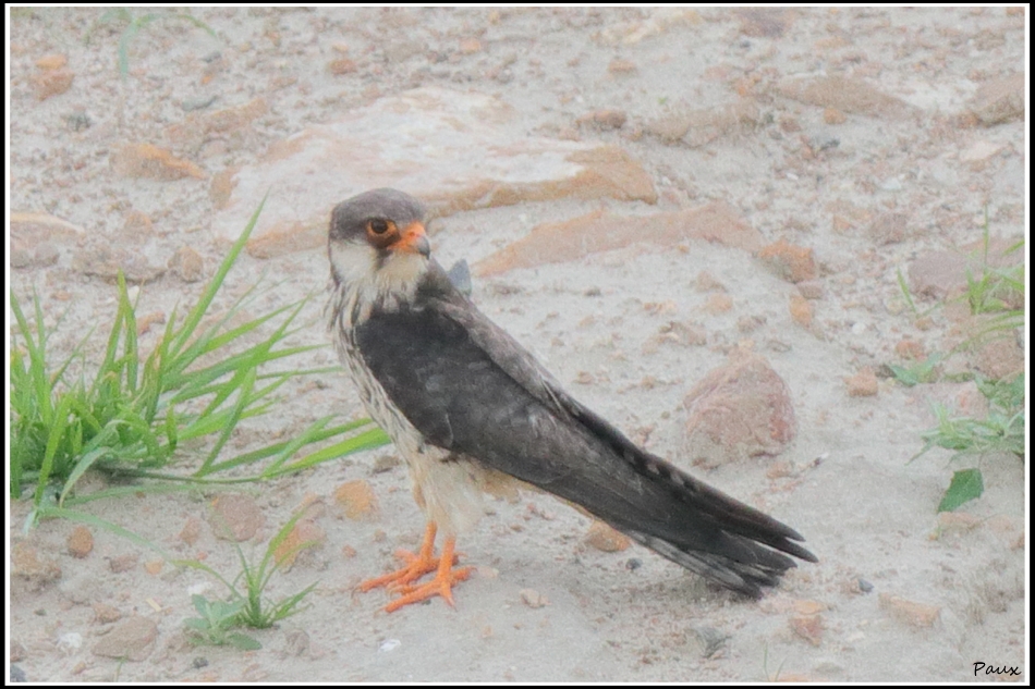 Amur Falcon (F)
