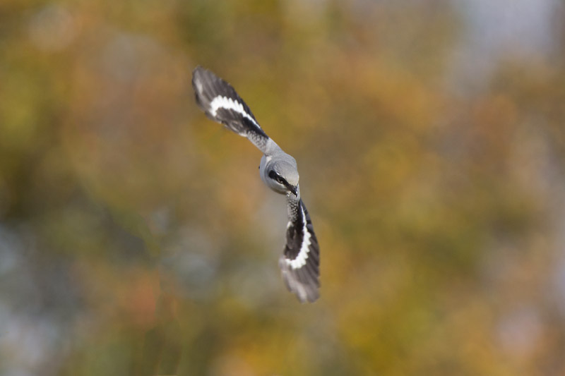 An autumnal swoop - Great Grey Shrike