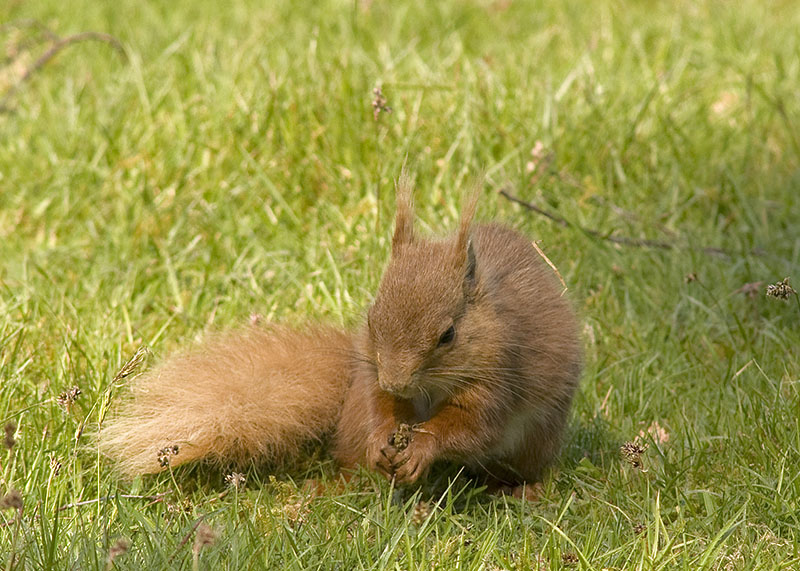 An English Red Squirrel