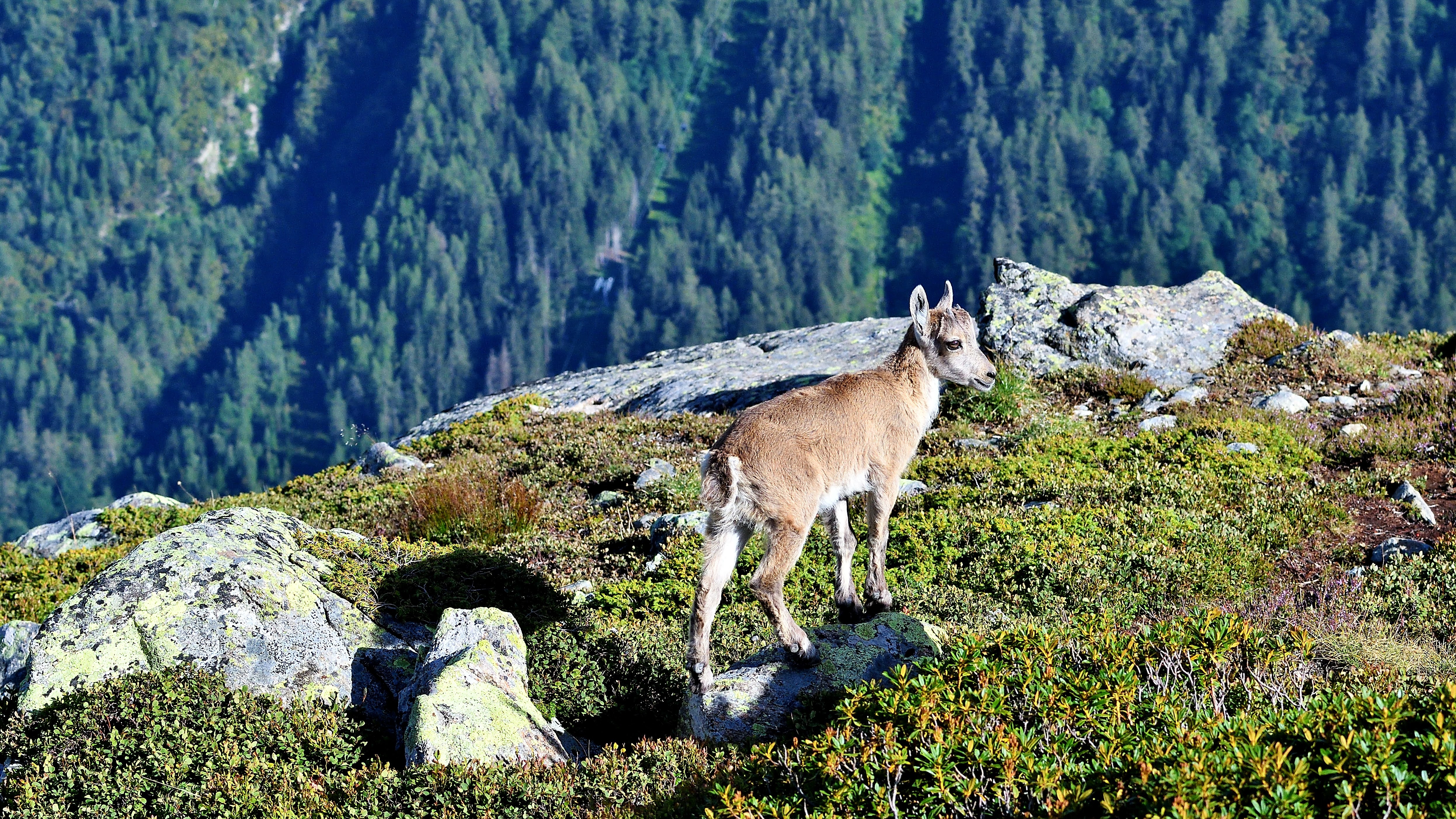 An ibex cub