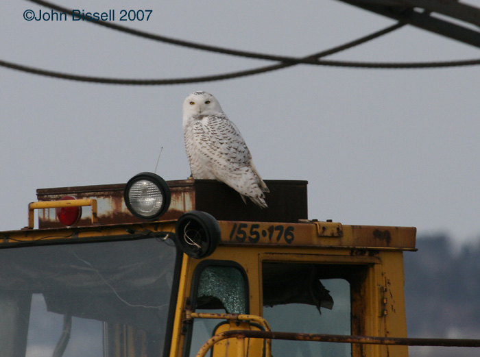 An industrial Snowy Owl