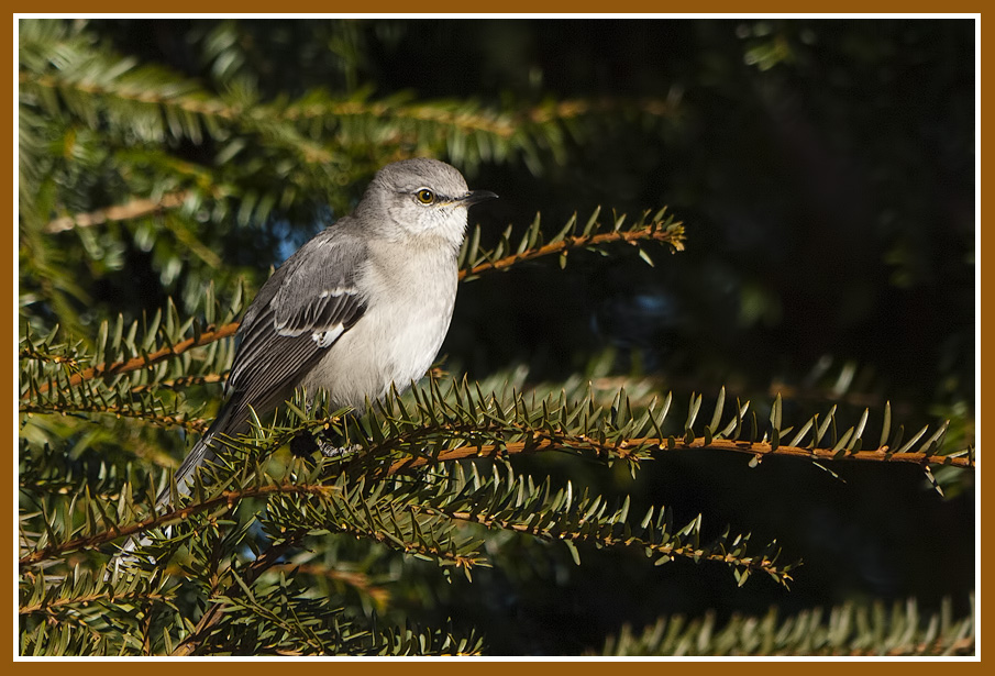 And a Mockingbird in a pine tree!