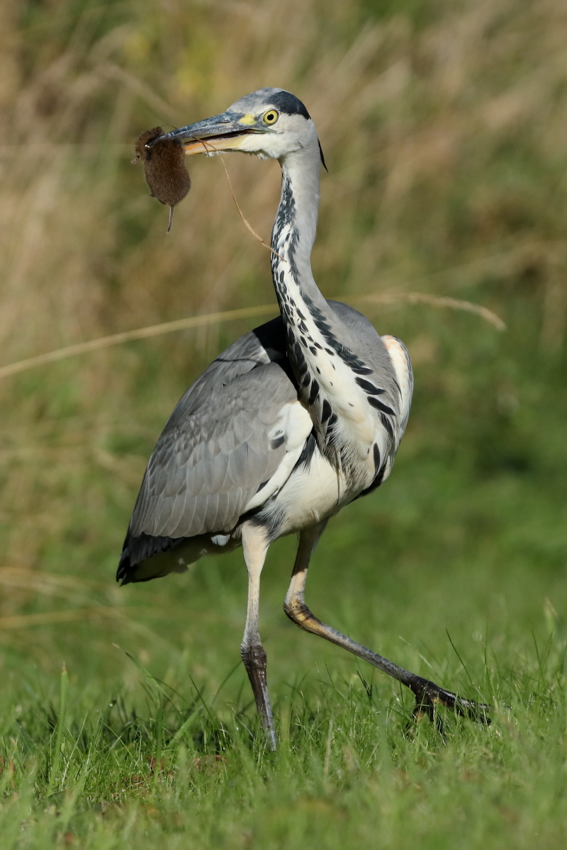 And the catch